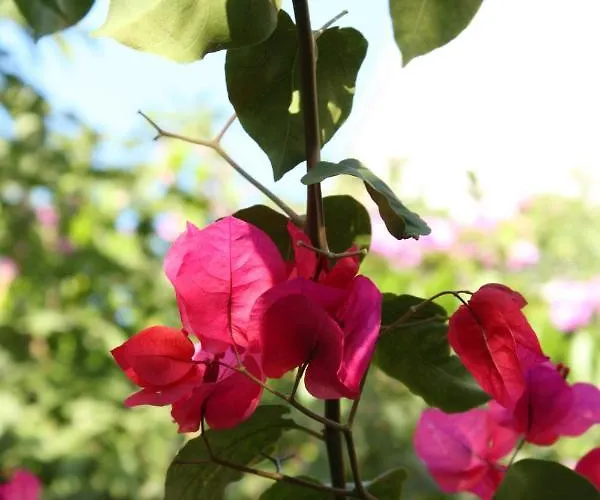 And With Parking Space - 6834 Guest house Makarska