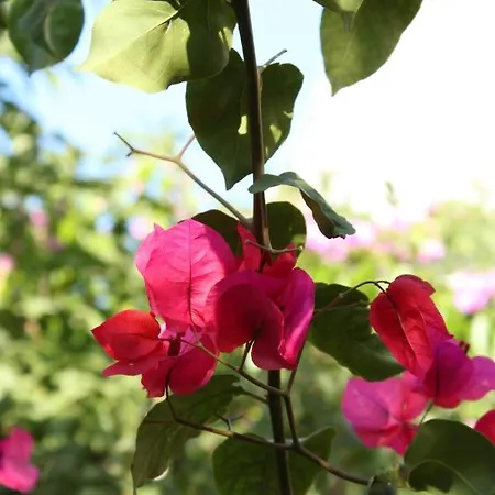 And With Parking Space - 6834 Pensión Makarska